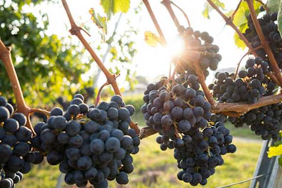 Grapes hanging from a vine in the sunlight.