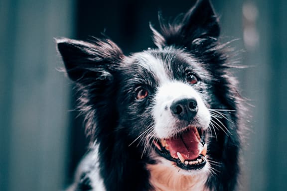 A black and white dog with its mouth open and tongue out.