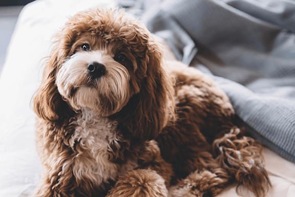 A small brown and white dog with curly fur is sitting on a bed.