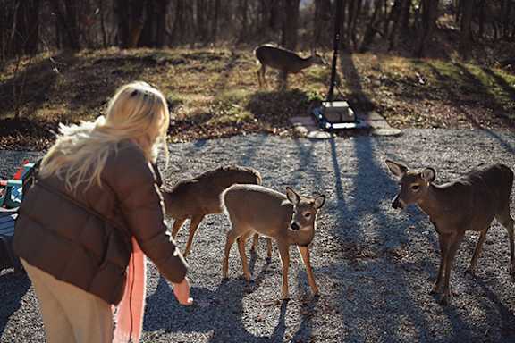 A woman feeds a group of deer in a forest.