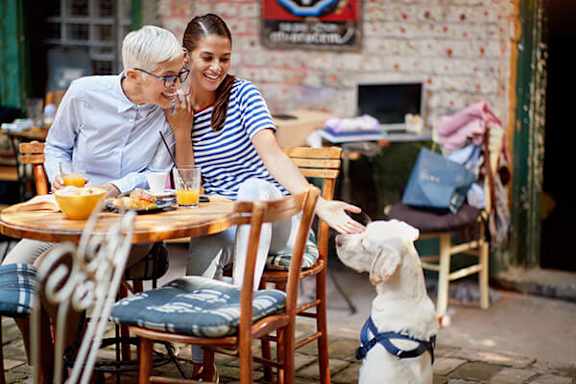 A dog in a harness is sitting at a table with two people.