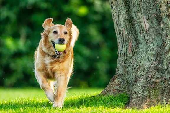 A dog is running with a ball in its mouth.