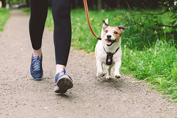 A small dog is walking on a path with a person.