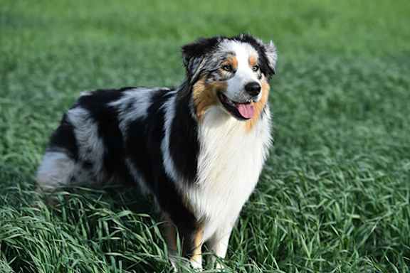 A dog with black, white and tan fur is standing on grass.