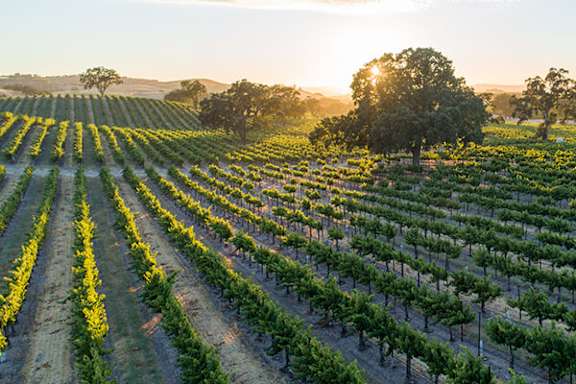 A vineyard with rows of grapevines bathed in sunlight.