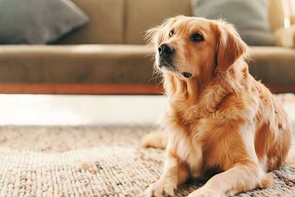A golden retriever dog is sitting on a rug looking to the side.