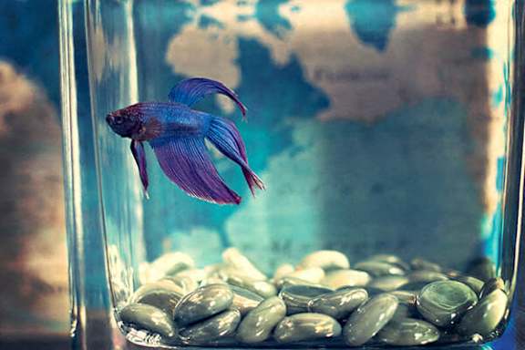 A blue fish is swimming in a glass container with rocks.