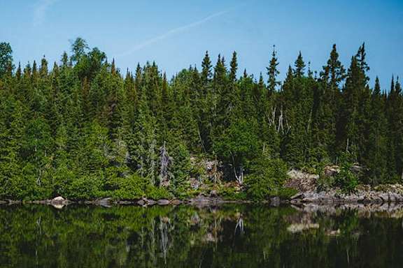 A serene lake surrounded by a dense forest of coniferous trees.