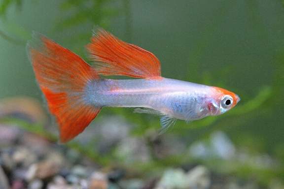 A fish with orange fins and a red eye is swimming in the water.