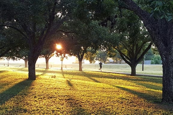 a person walking in a park at sunset