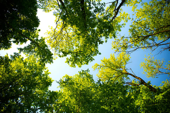 a view of the tops of trees with the sky in the background