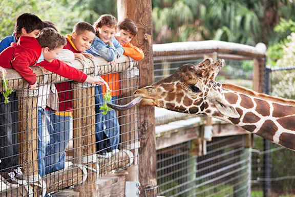 A giraffe is feeding from a child's hand at the zoo.