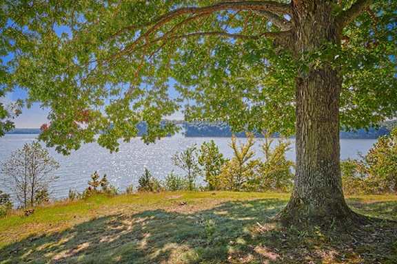 A tree stands in front of a body of water.