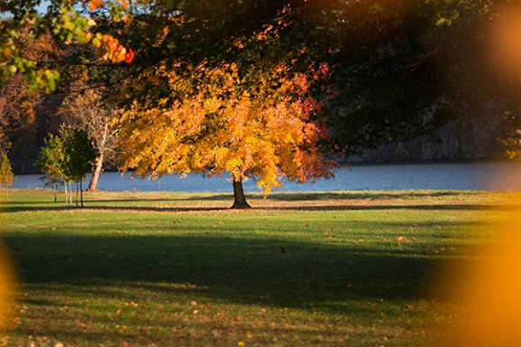 A tree with orange leaves stands in a field next to a body of water.