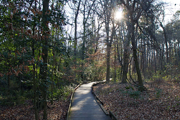 A wooden walkway leads through a forest with sunlight shining through the trees.