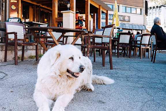 A dog is sitting on the ground in front of a restaurant.