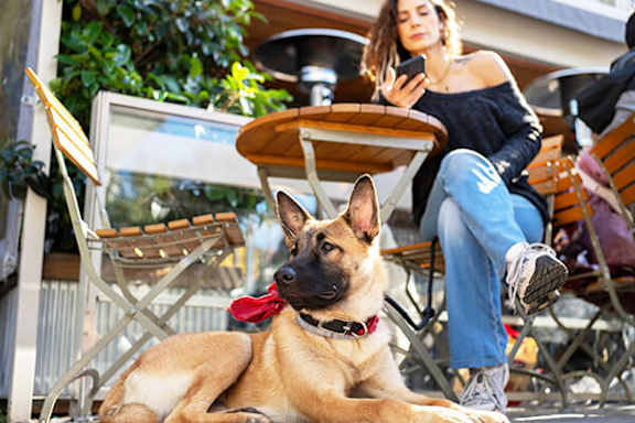 A woman is sitting at a table with a German Shepherd dog lying in front of her.