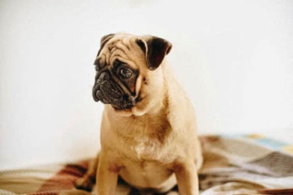 a pug dog sitting on top of a bed