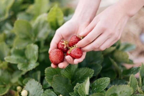 a person holding strawberries in their hands in a garden