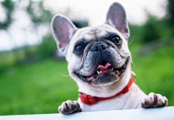 a small dog with its tongue out and looking at the camera