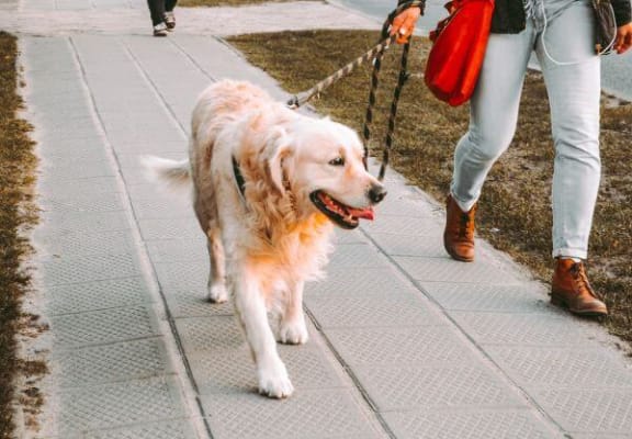 a person walking a dog on a leash