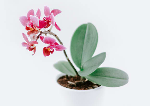 a pink orchid in a white vase on a white background