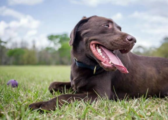a brown dog laying on top of a grass covered field