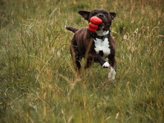 a dog running with a red toy in its mouth