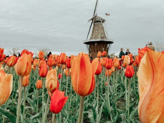 a field of orange tulips in front of a windmill