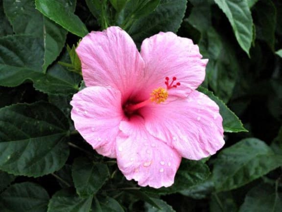 a pink flower with green leaves