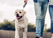 Thumbnail 1 of 4 - A person is walking a dog on a leash.