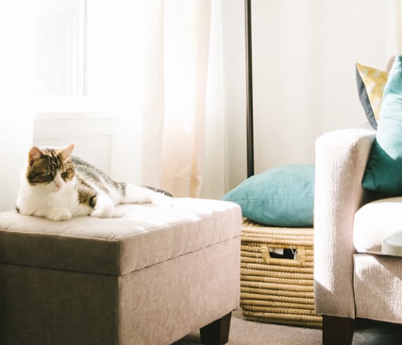 a cat sitting on a chair in a living room