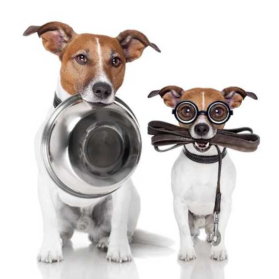 Two dogs, one holding a bowl and the other holding a leash.