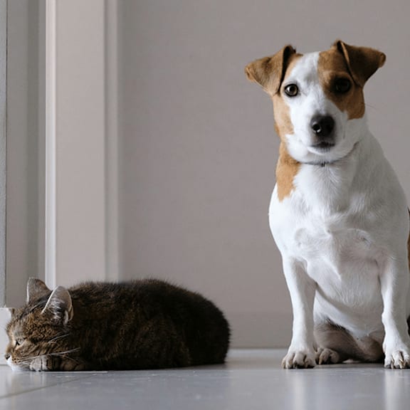 A cat and a dog are sitting next to each other.