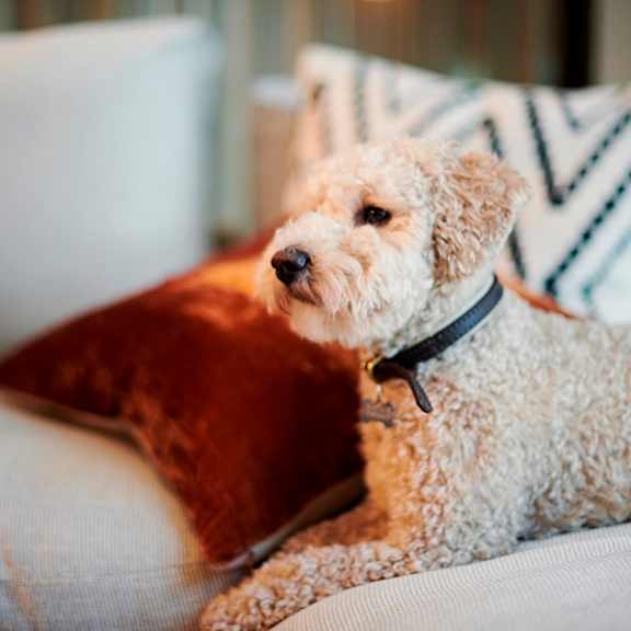 a dog sitting on a couch with a blanket