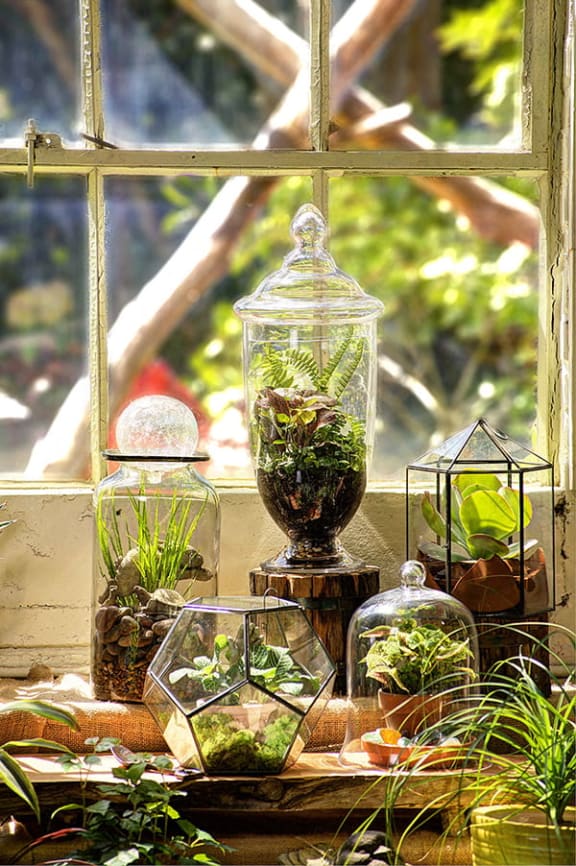 a group of glass vases filled with plants in a window