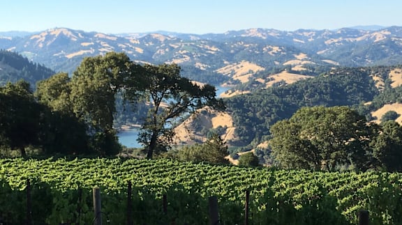 A vineyard with a tree in the foreground and mountains in the background.