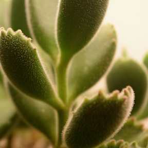 A close-up of succulent plants with green leaves.