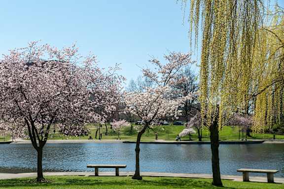 A serene park with a lake, benches, and blooming trees.