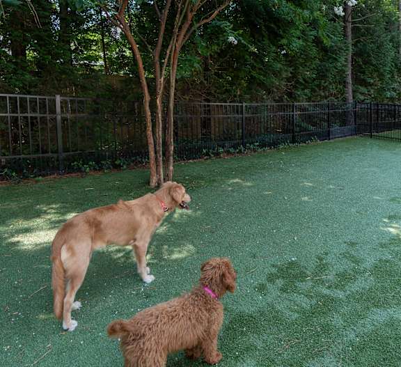 Pet-Friendly Community Dog Park with Open Space for Play