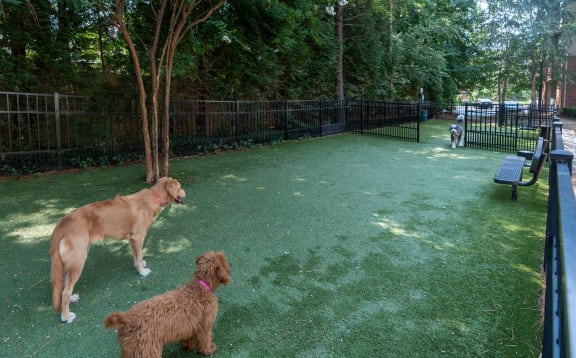 two dogs standing in a dog