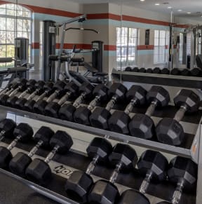 a row of dumbbells in a gym