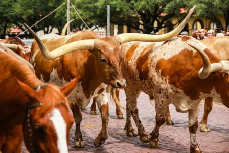 a cowboy on a horse herds cattle