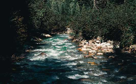 River running through a forest.