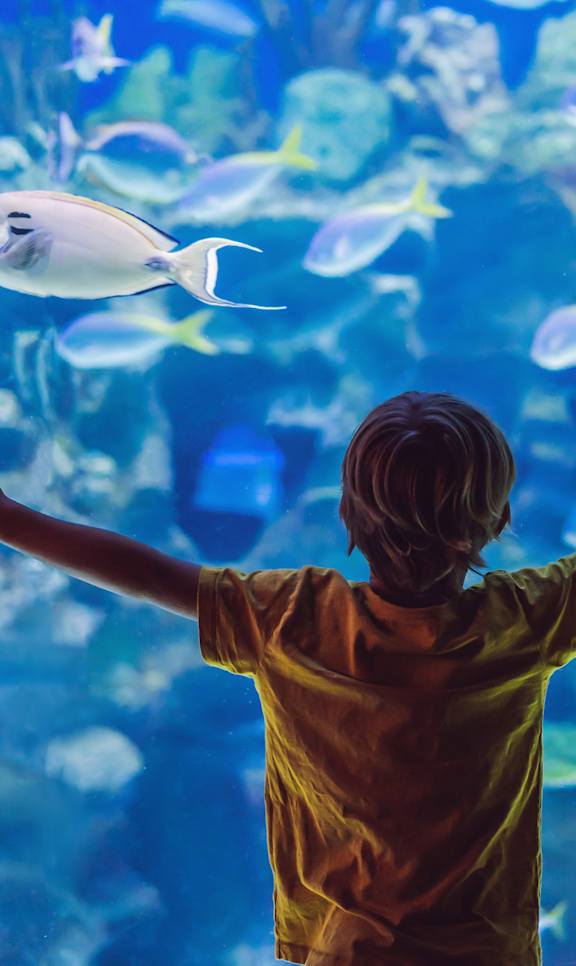 A boy with his arms outstretched looking at a fish in an aquarium.