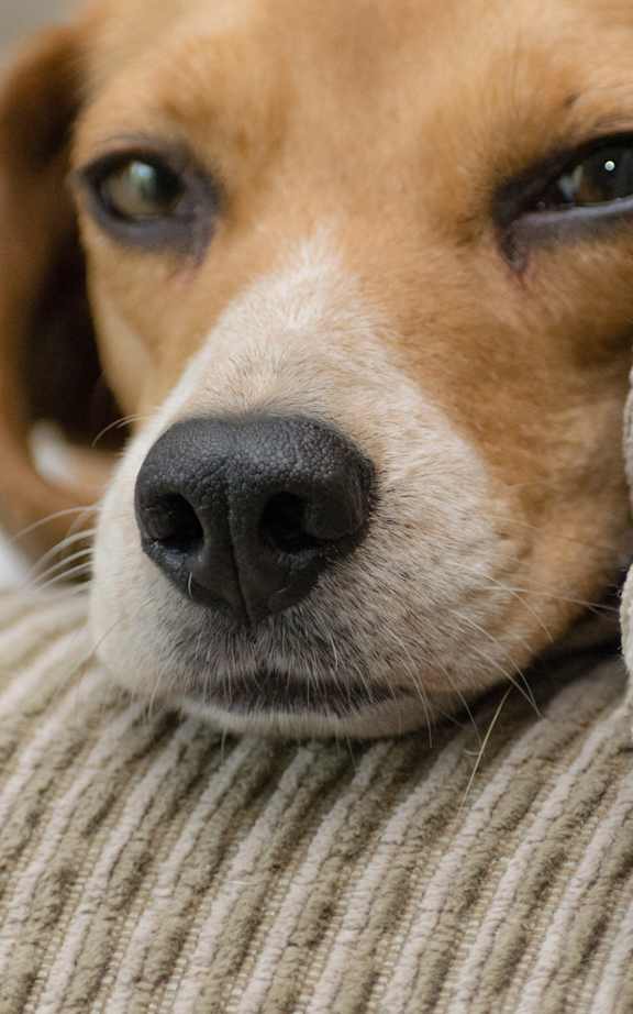 A dog peeking out from behind a cushion.