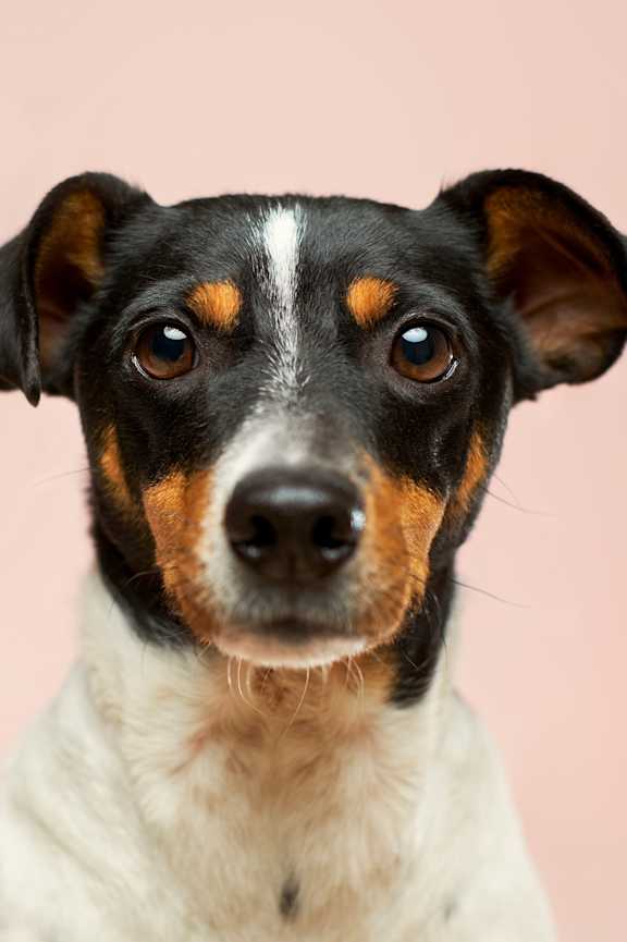 A dog with black, white and brown fur is looking at the camera.