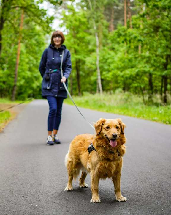 A woman walking a dog on a leash in a wooded area.