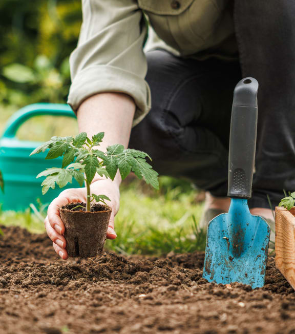 a person planting a plant in the soil
