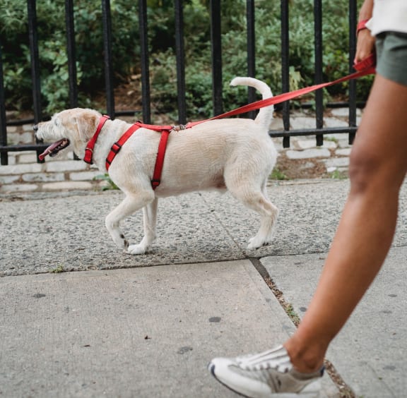 a woman walking a dog on a leash on a sidewalk